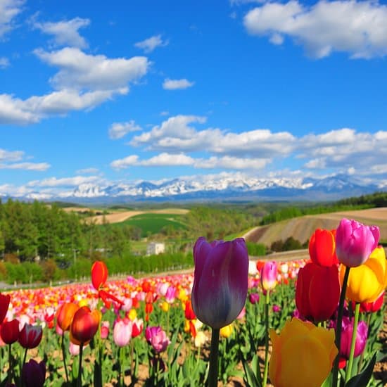 Panoramic Flower Gardens Shikisai-no-oka