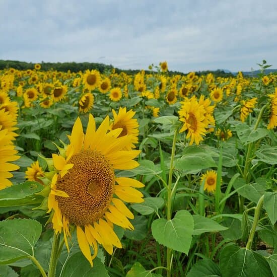 Hokuryu Sunflower Village