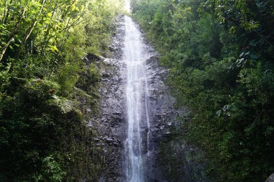 Na Ala Hele: Manoa Falls Trail