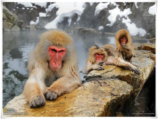 Jigokudani Monkey Park