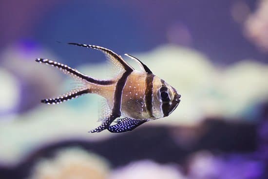 Planeta Neptun
