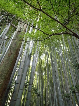 Houkokuji