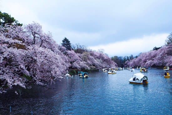 Inokashira Park