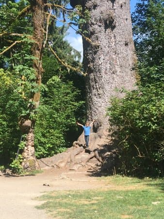 World's Largest Sitka Spruce
