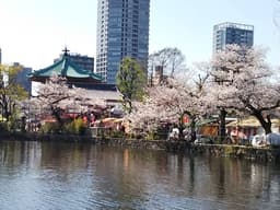 Shinobazu Pond