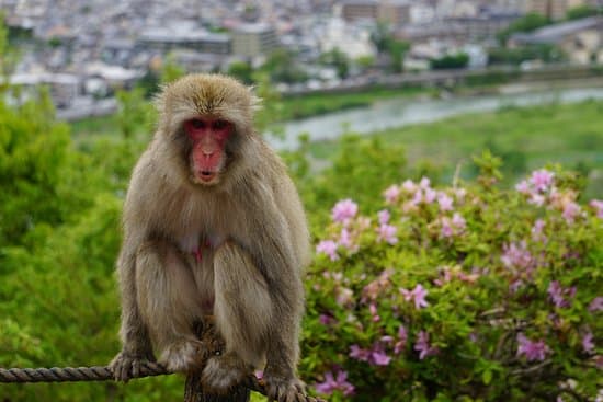 Arashiyama Monkey Park Iwatayama