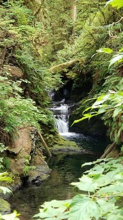 Quinault Loop Trailhead