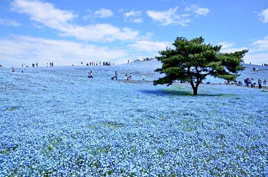 Hitachi Seaside Park