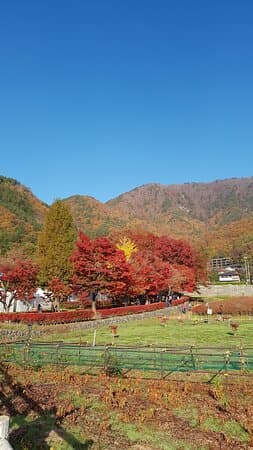 Lake Kawaguchi Maple Corridor
