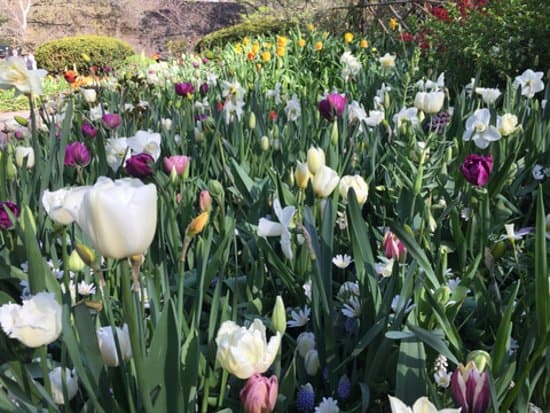Shakespeare Garden