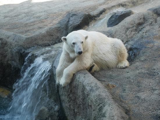 Asahiyama Zoo