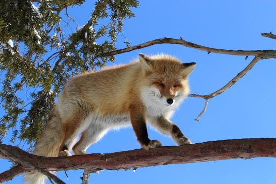 Kitakitsune Farm (Fox Farm)