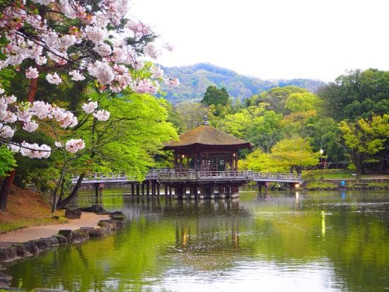 Nara Park