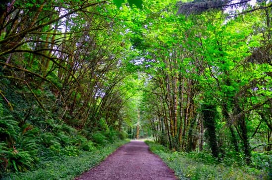 Forest Park
