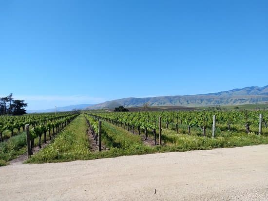 Biddle Ranch Vineyard