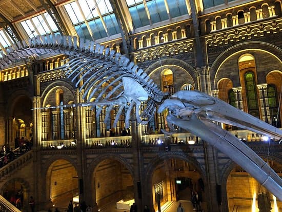 Natural History Museum