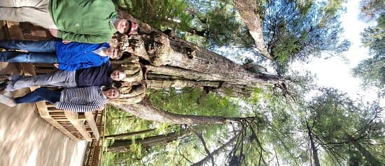 Rockaway Beach Old Growth Big Cedar Trail