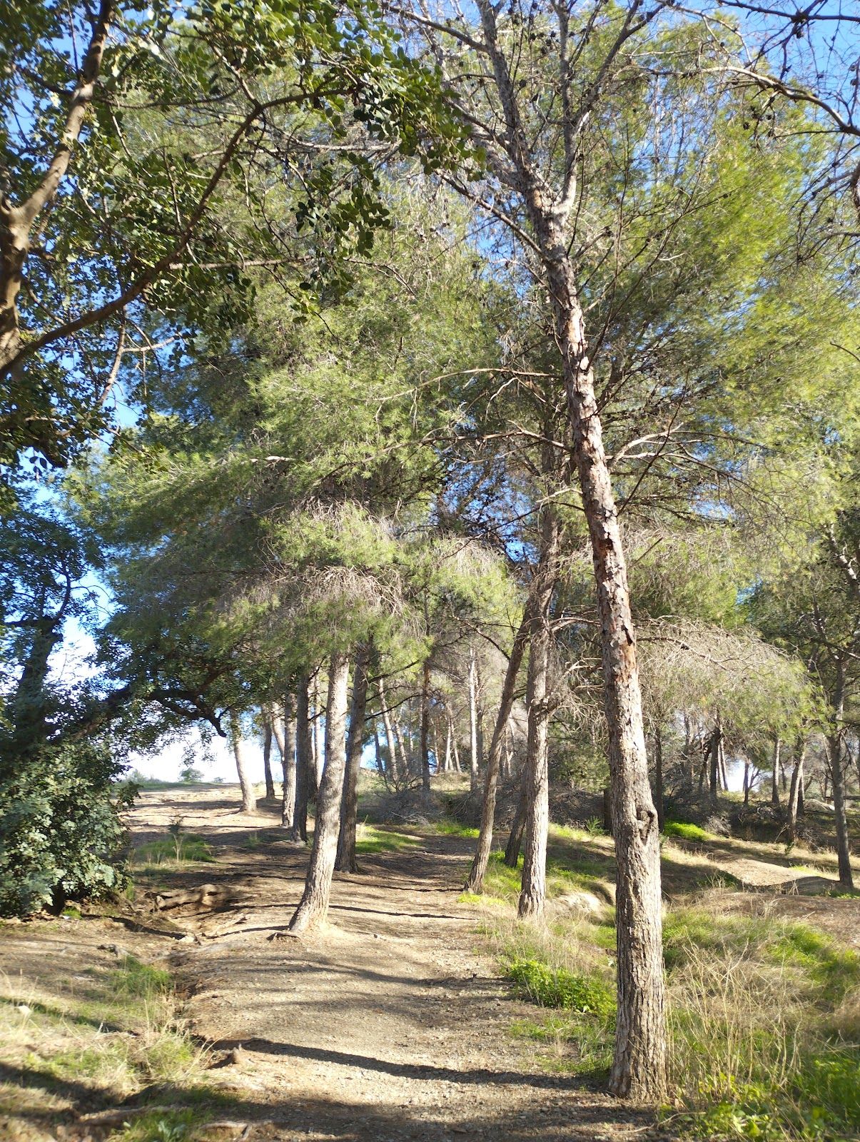 Monte Victoria