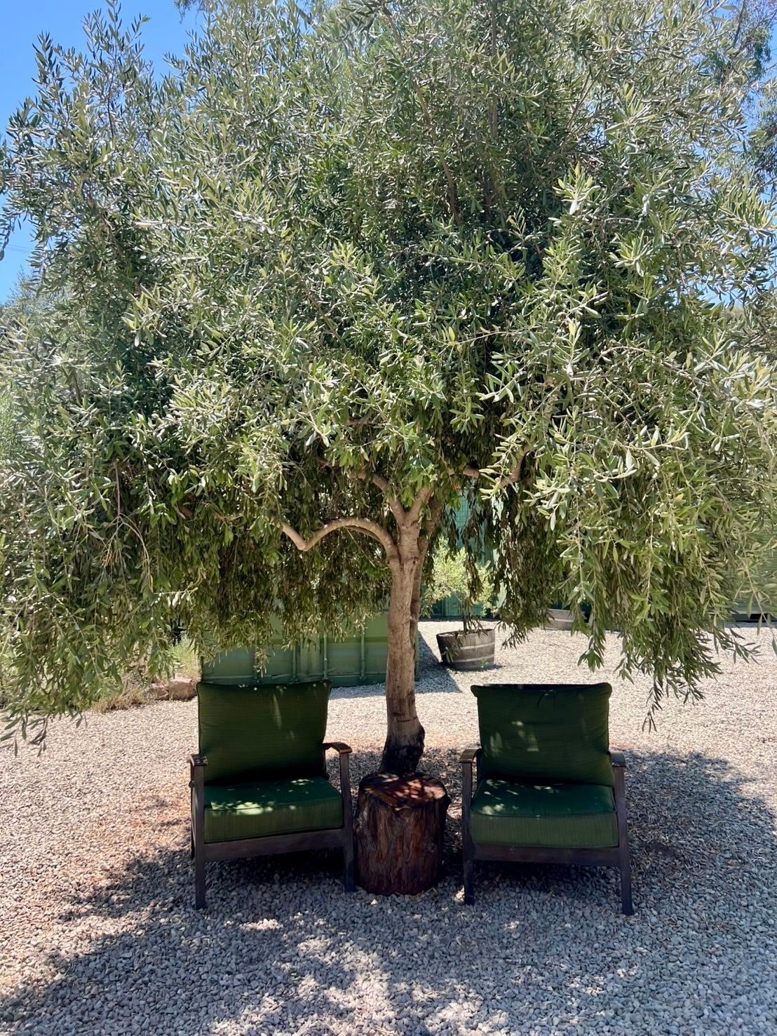 Ojai Olive Oil