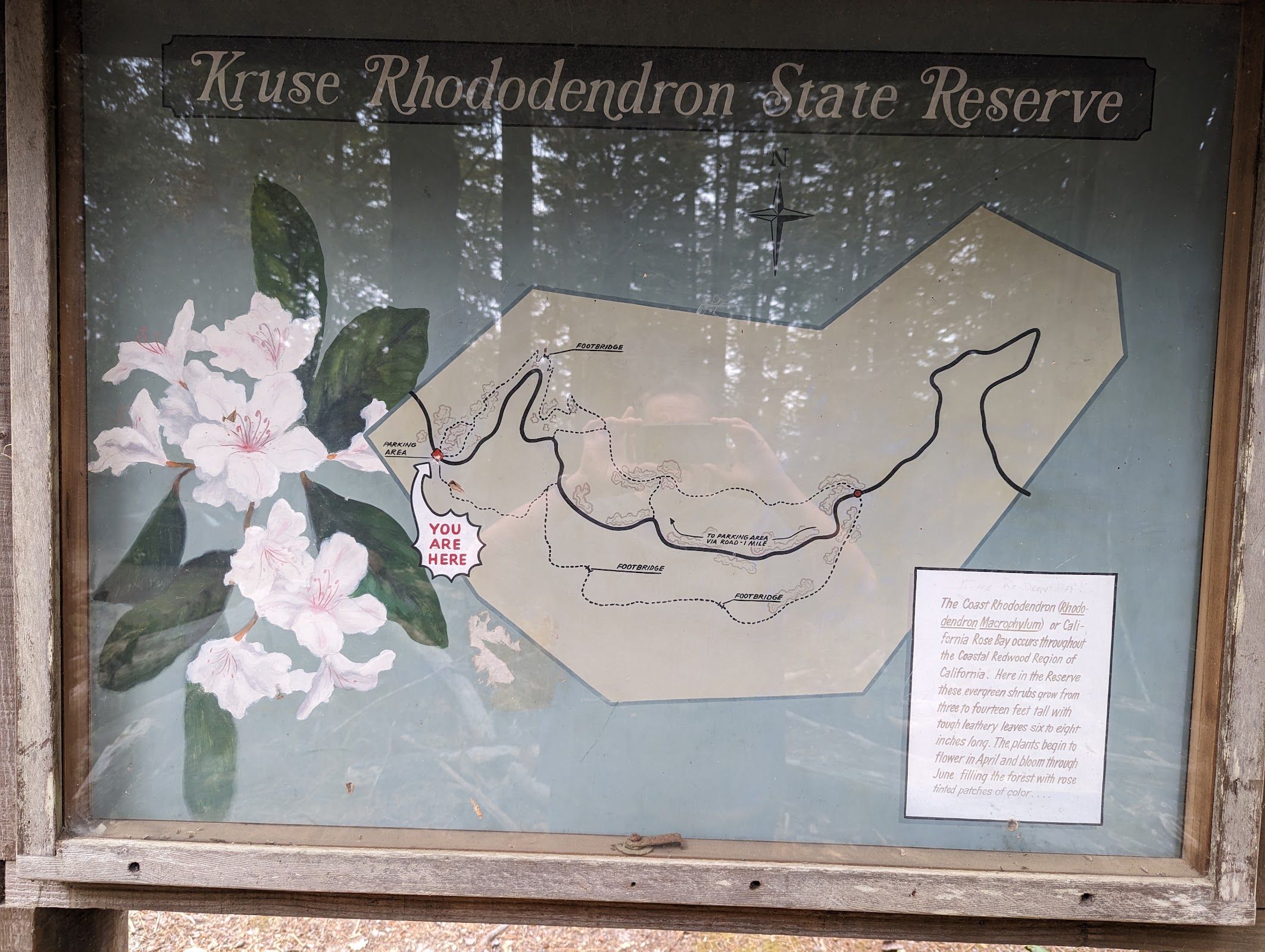 Kruse Rhododendron State Natural Reserve