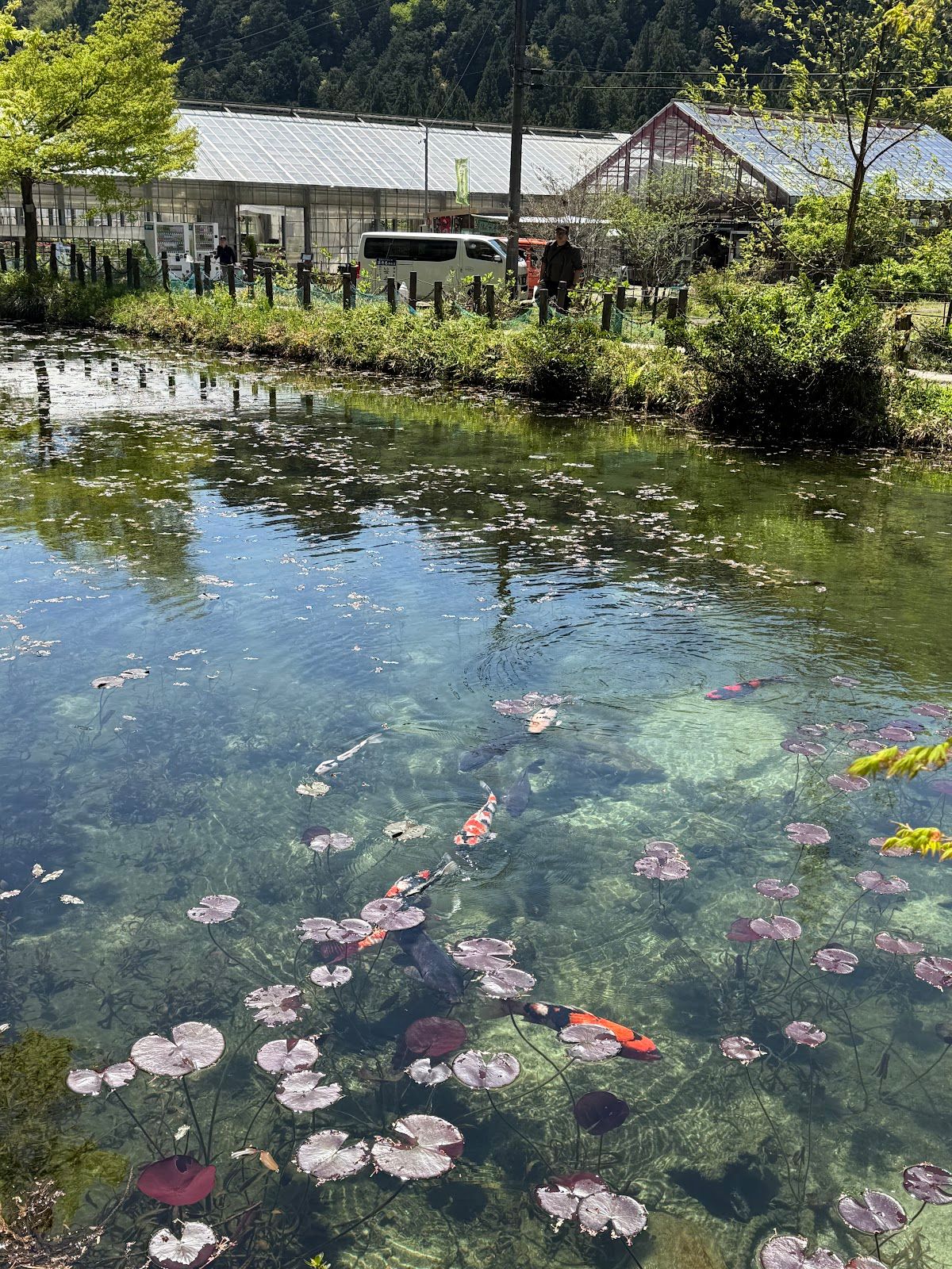 Monet No Pond