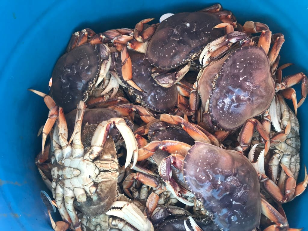Little Dory Seafood Co. LLC