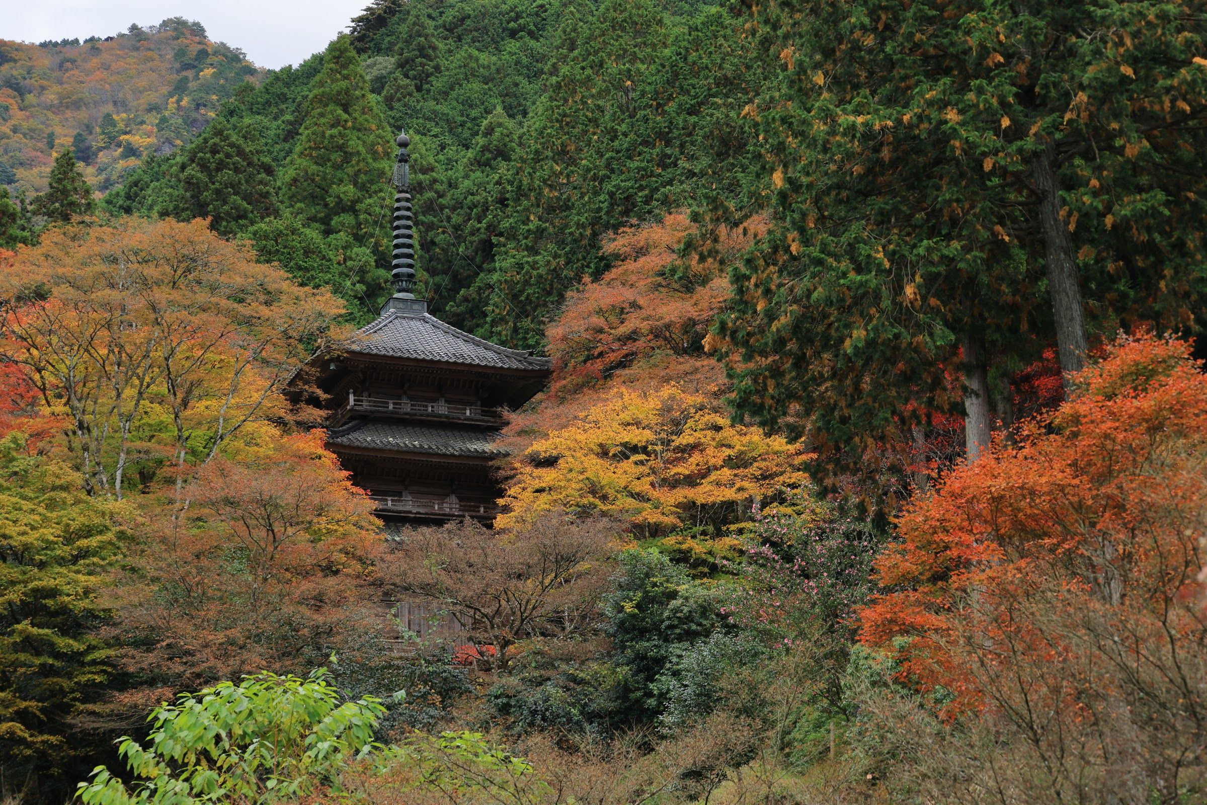Kogenji