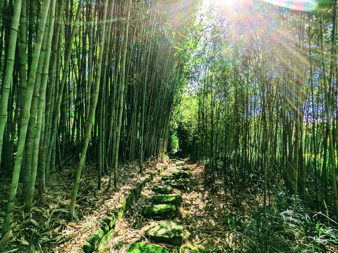 Kyoto City Rakusai Bamboo Park