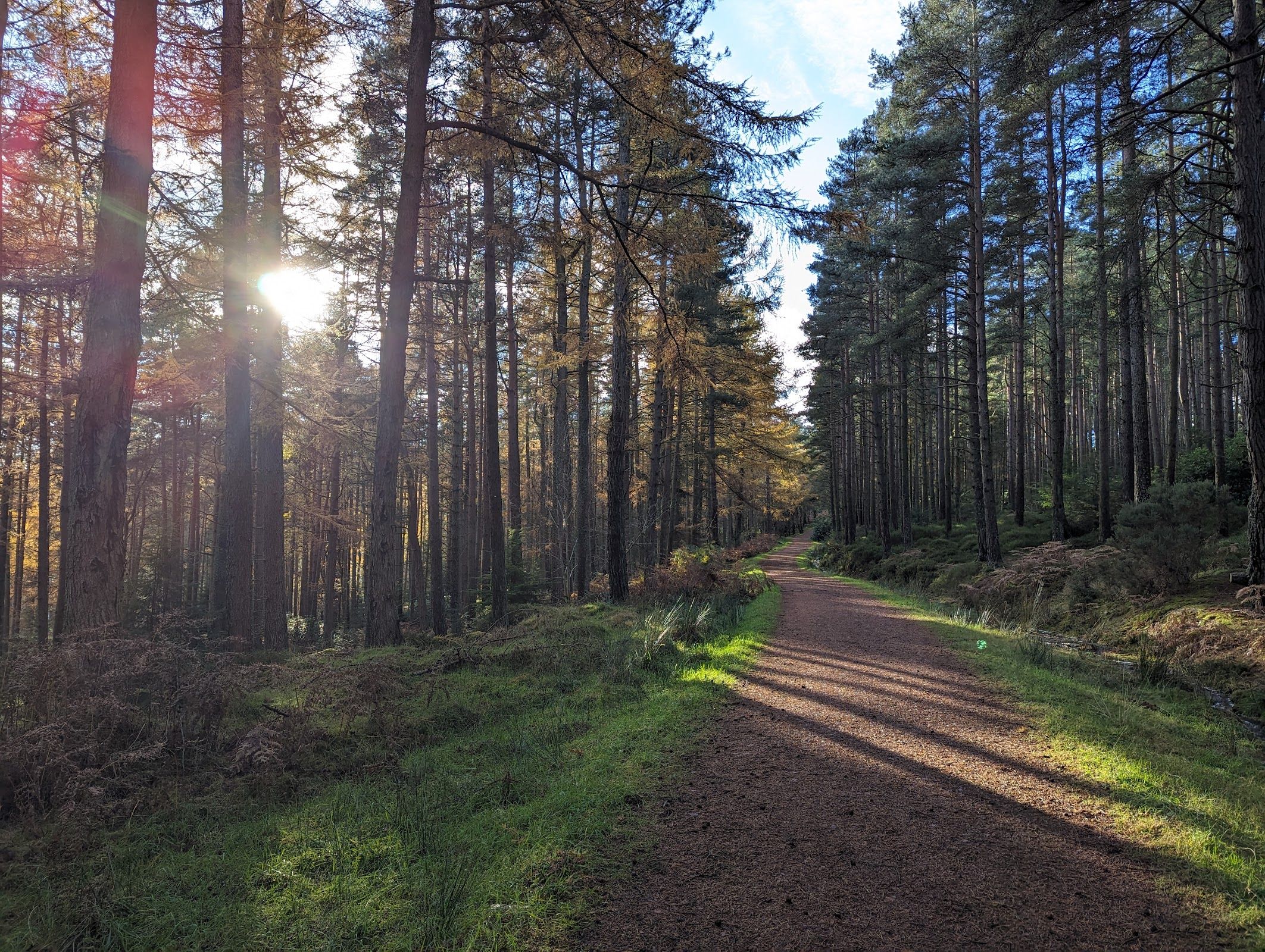 Thrunton Wood