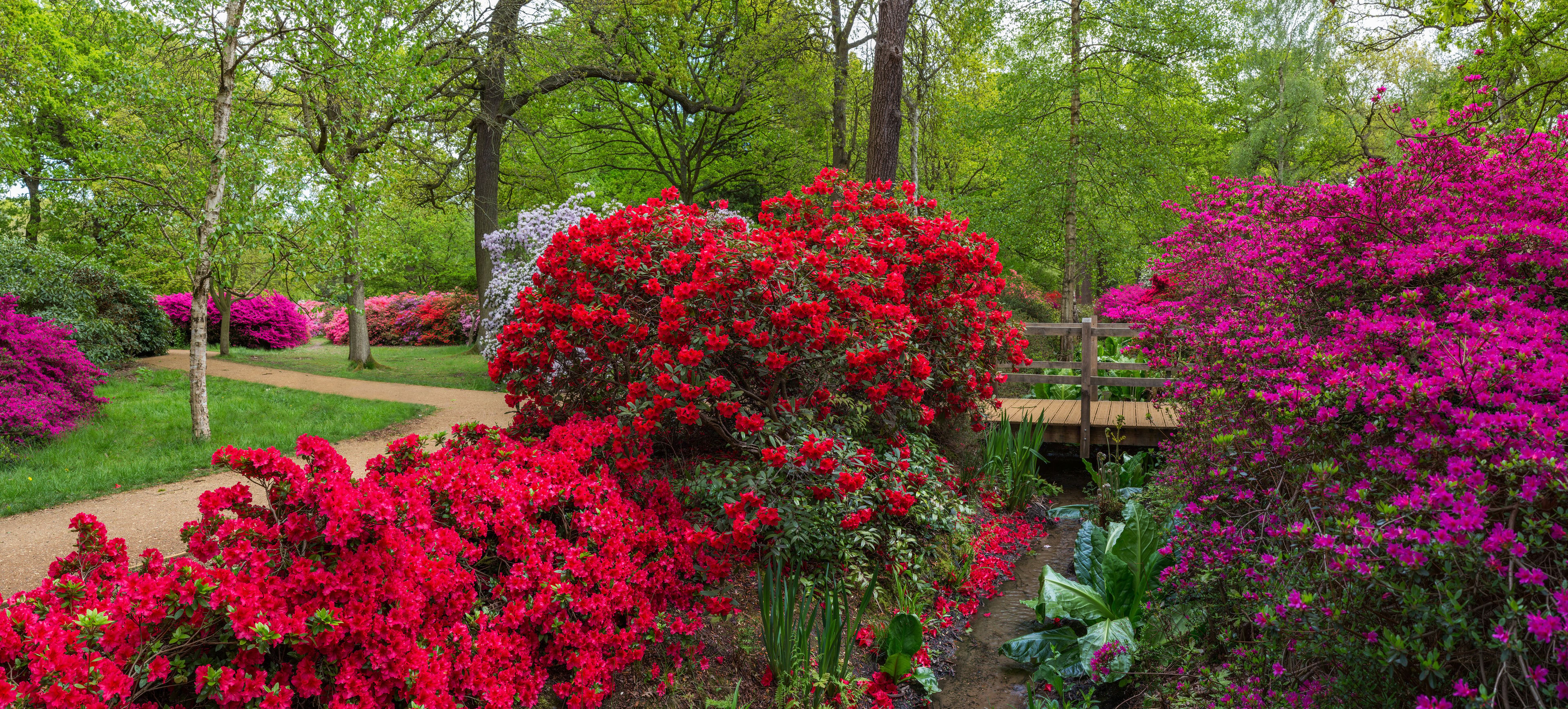 Isabella Plantation