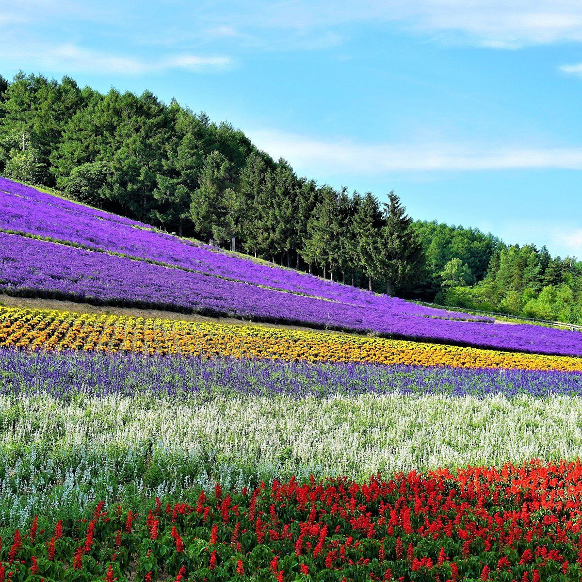 Nakafurano Hokuseiyama Lavender Fields