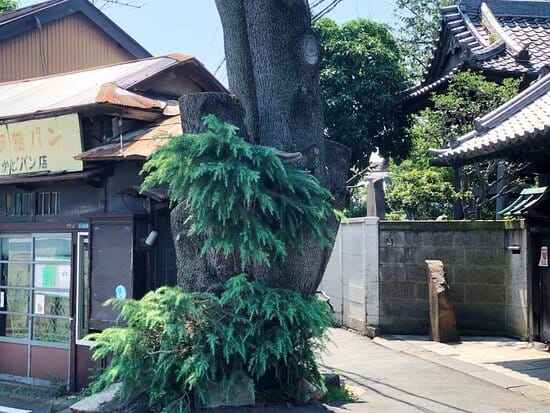 The Yanaka's Himalayan Cedar Tree