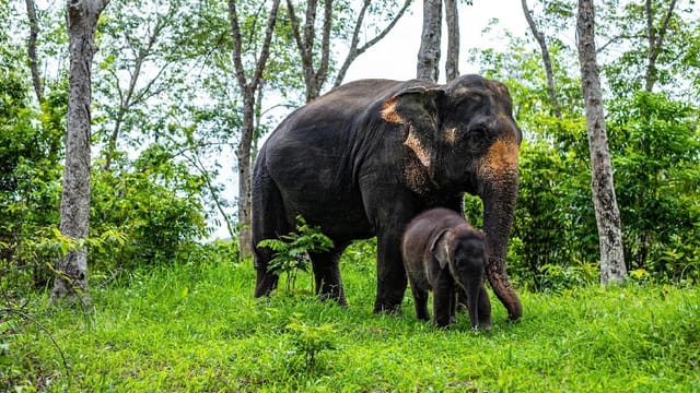 Phuket Elephant care Sanctuary